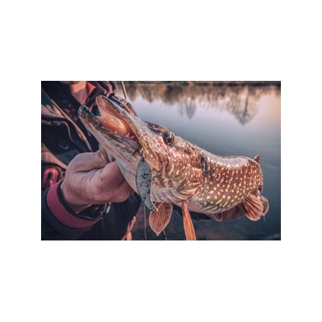 Journée pêche aux carnassiers