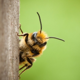 Film/débat « Ça chauffe pour les abeilles »