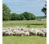 Journée des retraités à la bergerie de Sologne