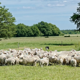 Journée des retraités à la bergerie de Sologne