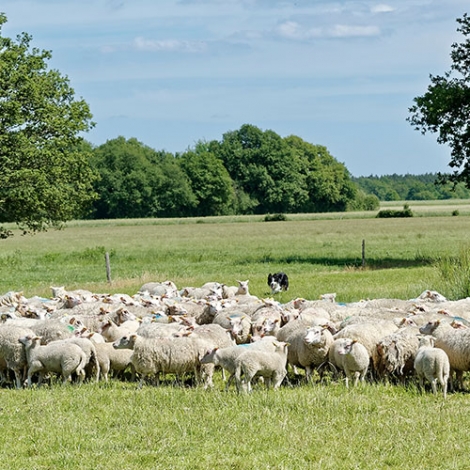 Journée des retraités à la bergerie de Sologne