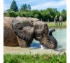 Rendez-vous en terre animale à la rencontre d'un éléphant