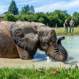 Rendez-vous en terre animale à la rencontre d'un éléphant