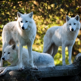 Rendez-vous en Terre animale : Immersion avec des loups Arctiques